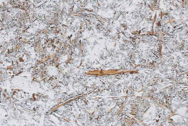 wandpaneele-mix-holzrinde-blaetter-aeste-gepresst-tundra-moments