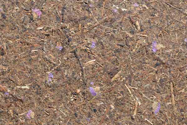 wandpaneele-mix-waldwiese-blumen-gepresst-bluetenzauber