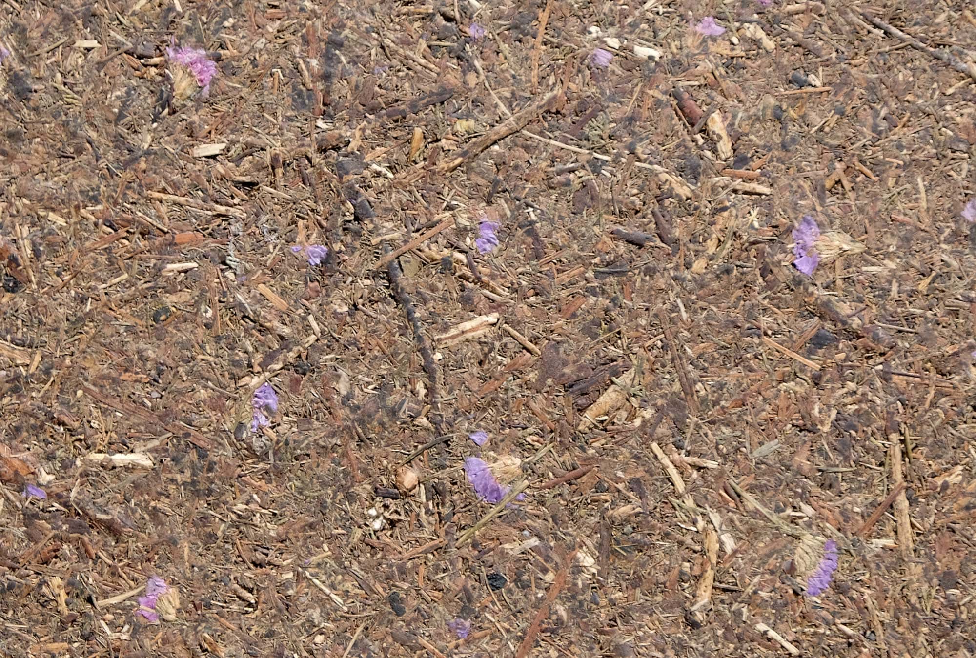 wandpaneele-mix-waldwiese-blumen-gepresst-bluetenzauber