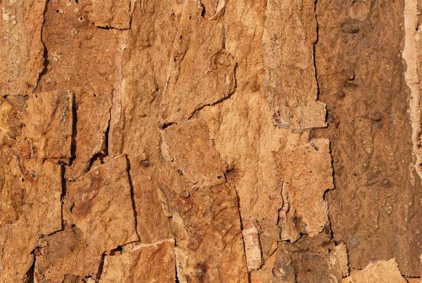wandpaneele-kork-braun-naturfarben-rough-time