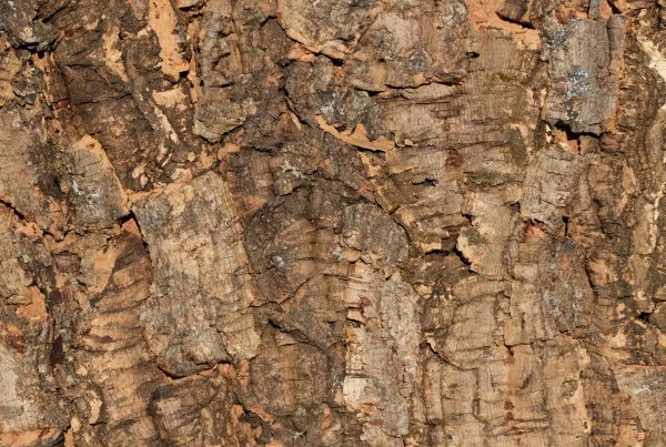 wandpaneele-kork-gruen-braun-naturfarben-macho-bark