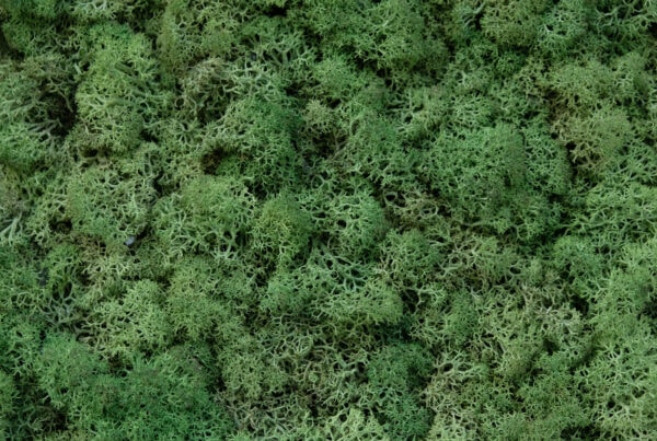 wandpaneele-mix-island-moss-natur-gruen-smoothie
