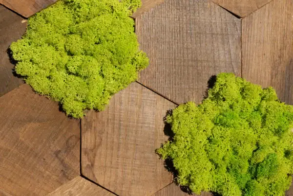 Moss Explosion - Wandpaneele Kastanienholz mit Islandmoos